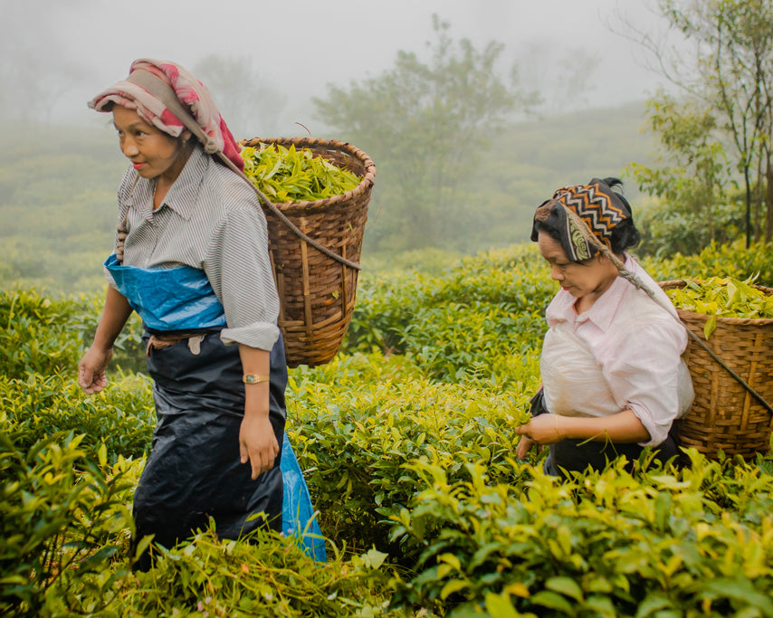 Sipping for Sustainability: United Nations International Tea Day and Grace Farms' Ethical Commitment
