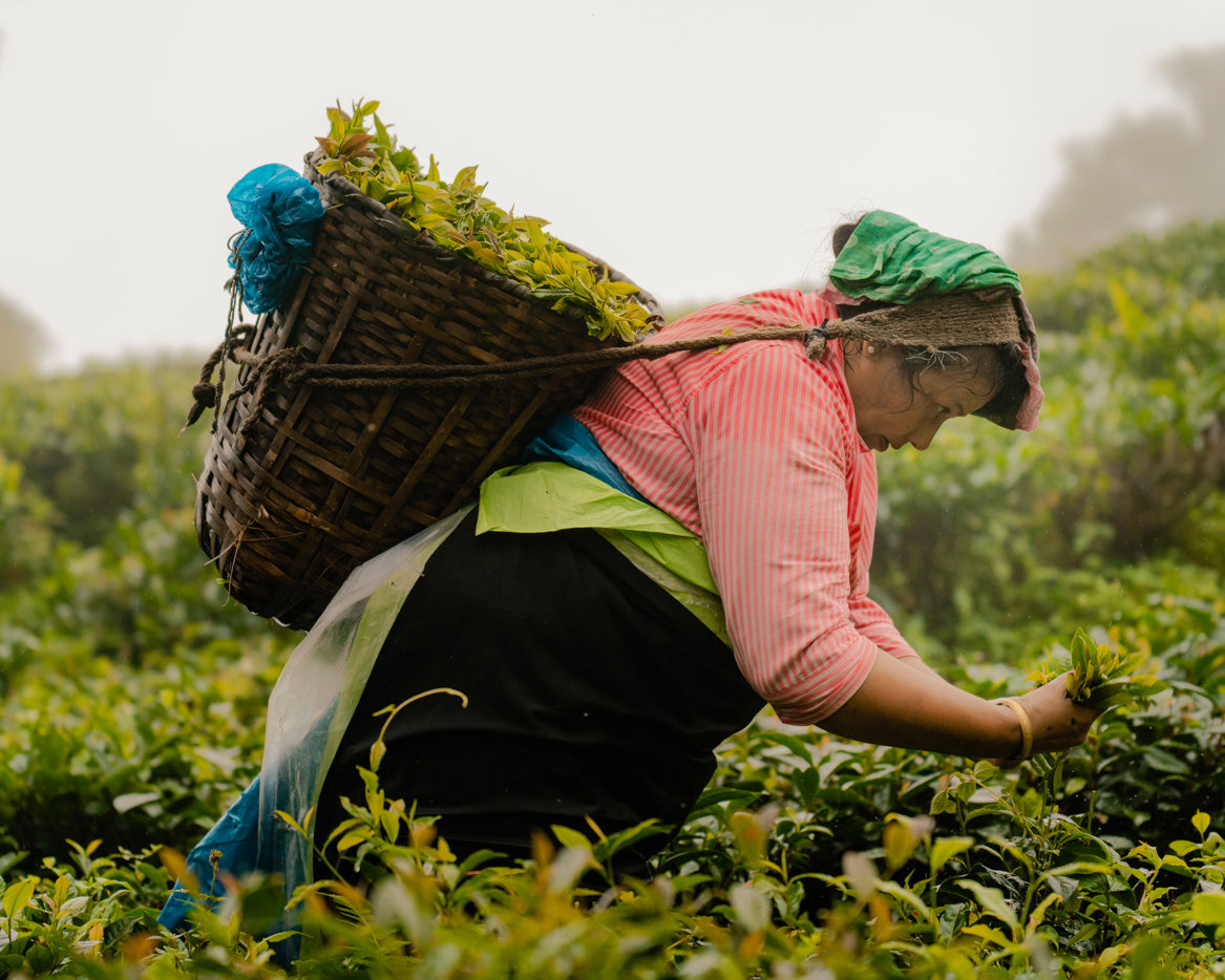 International Tea Day: A Celebration of the World's Favorite Beverage and a Call to Action for Sustainable Development